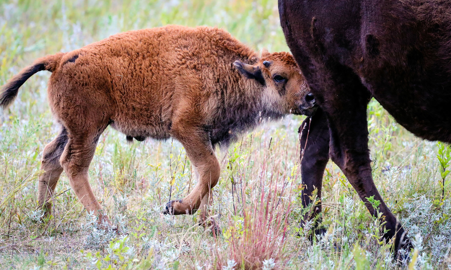 Custer State Park Prepares For Roundup